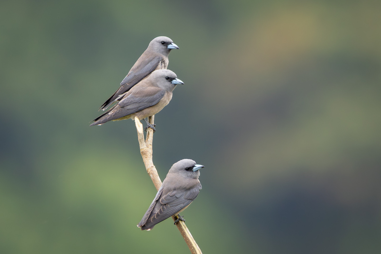 image Ashy Woodswallow